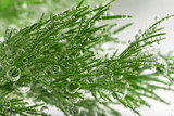 The sprig of dill in soda water on a white background.