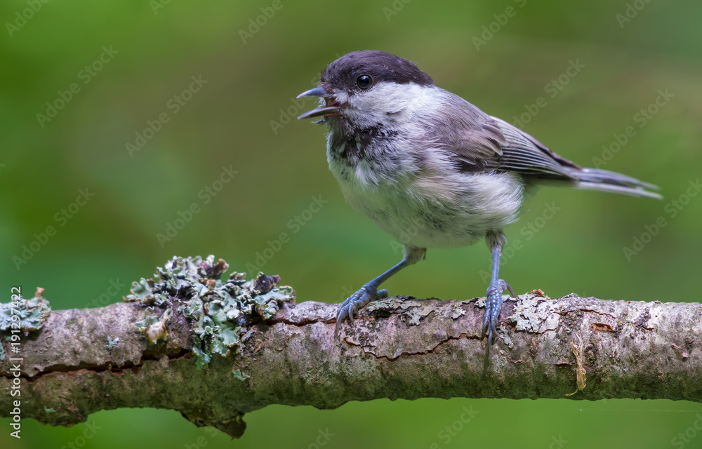 Naklejka premium Calling Wiilow Tit with wide open beak perched on densely lichen covered branch in the forest 