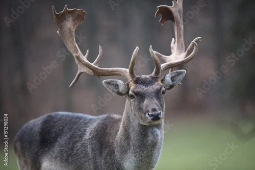 Fototapeta Naklejka Na Ścianę i Meble -  Single male Fallow Deer on the Meadow