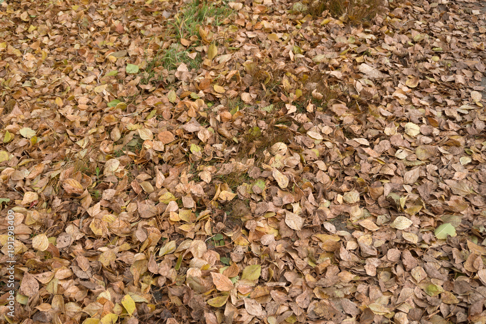 Texture of autumn maple leaves. Photographed in the autumn park . Texture of autumn maple leaves. Photographed in the autumn park .