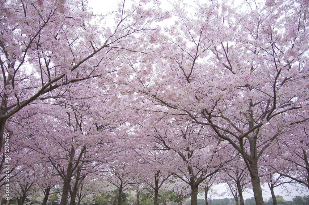 一面ピンクの桜並木