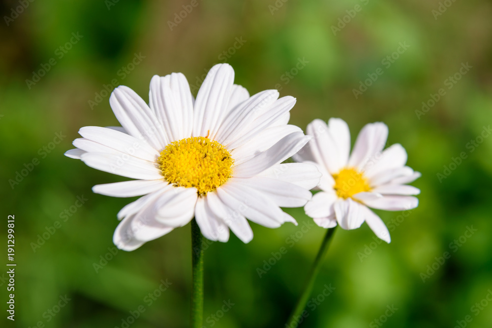 Pyrethrum flower