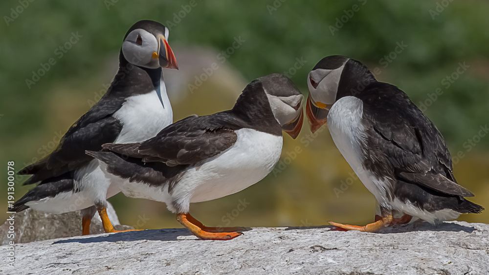 A group of three puffins perched on rocks in a humorous pose A group of three puffins perched on rocks in a humorous pose