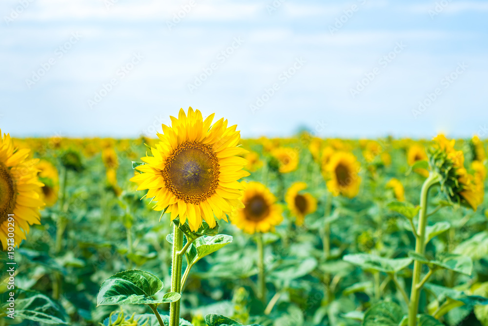 Fototapeta premium sunflower field and blue sky