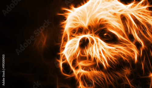 Photos Abstract fire dog on black background
