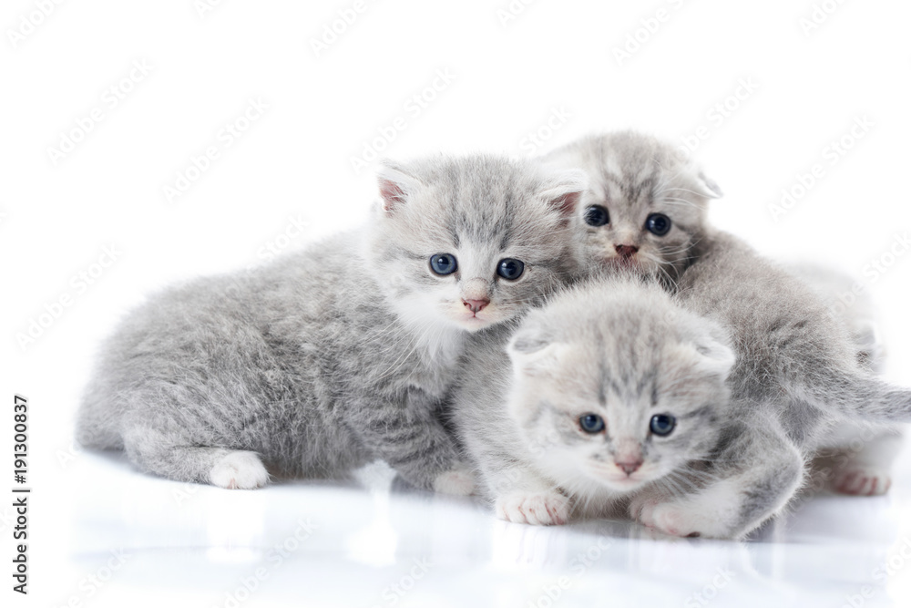 Newborn grey fluffy kittens looking to the camera while playing together  and exploring the world around them. Studio photoshoot. Photoset gray cute  adorable funny cats love happiness Stock Photo | Adobe Stock
