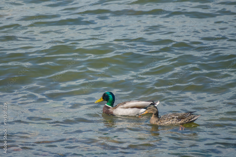 Fototapeta premium A couple of mallard ducks swimming in the waters of the Gulf of Finland near Helsinki