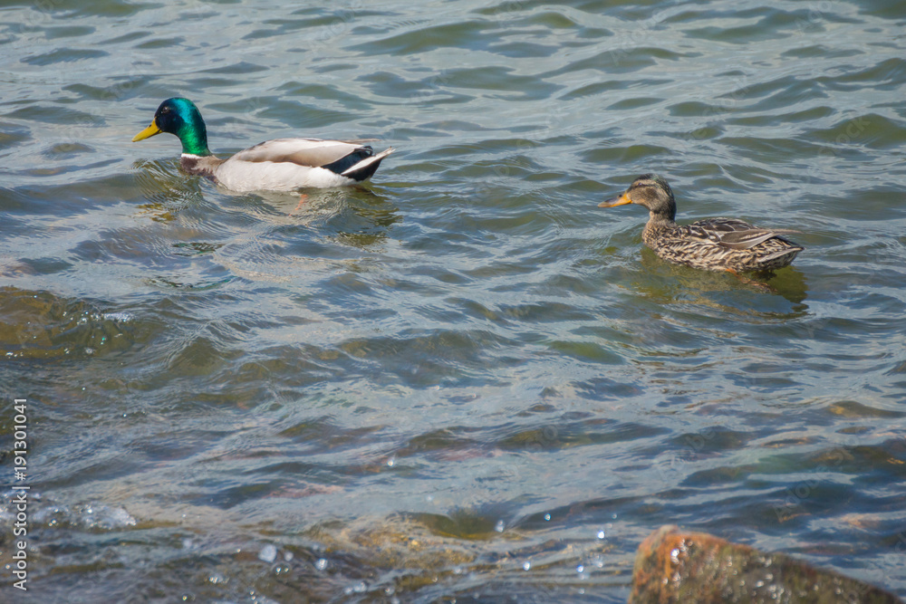 Obraz premium A couple of mallard ducks swimming in the waters of the Gulf of Finland near Helsinki