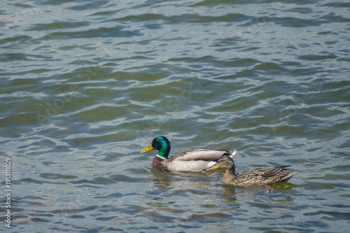 A couple of mallard ducks swimming in the waters of the Gulf of Finland  near Helsinki © Marina