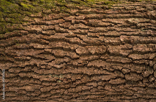 Relief texture of the brown bark of oak with green moss and lichen.  Image of a tree bark texture.