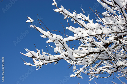 trees in snow, winter, icing, element, disaster, severe weather, cataclysms, fairy-tale nature