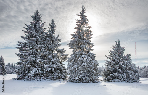 fichten im winter