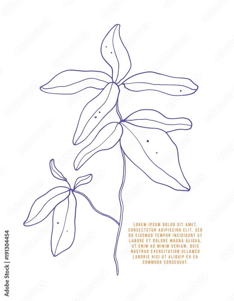 Hand drawn floral element. Vector floral contour Hand drawn floral element. Vector floral contour