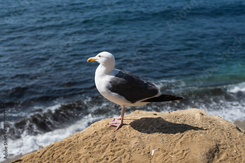 Seagull standing on rock near the beach.