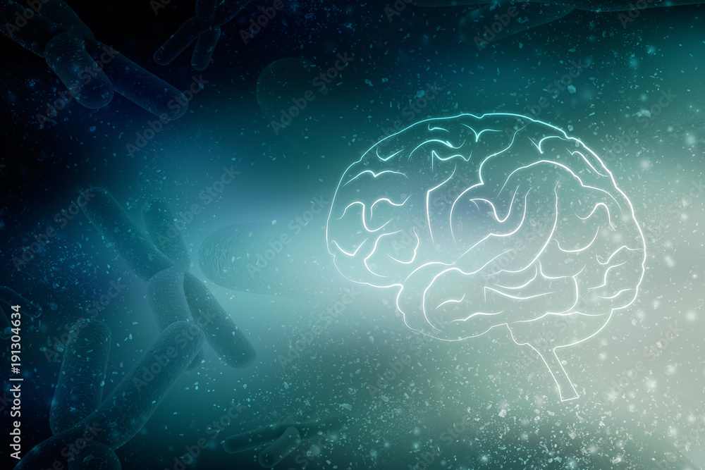 Human brain 2d illustration Human brain 2d illustration