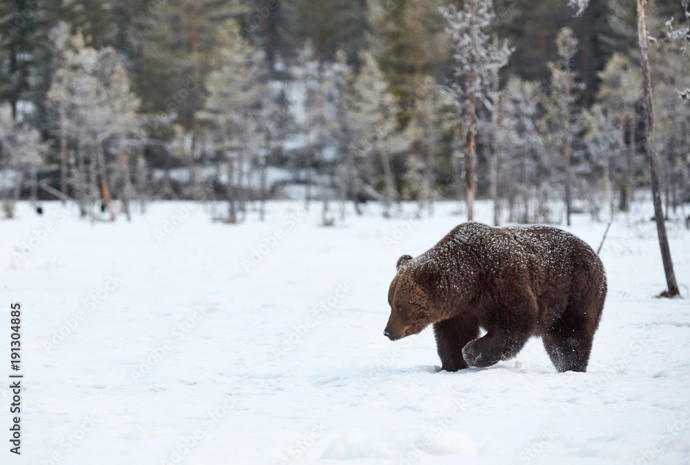 Brown bear walking in the snow Brown bear walking in the snow