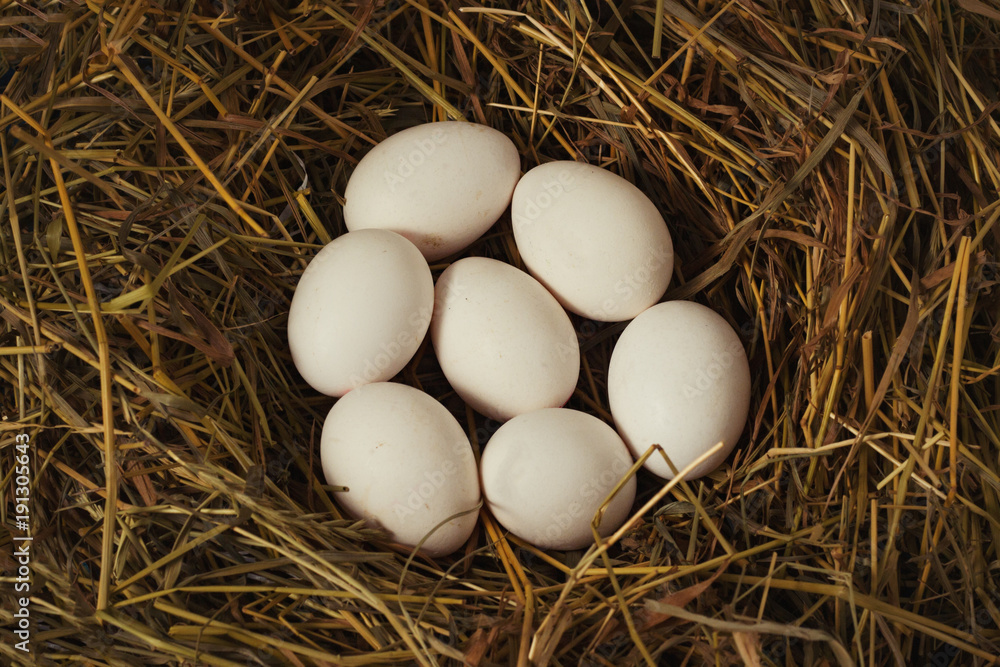 White Chicken Eggs in the Nest. Flat lay, top view