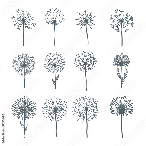 Tender wild dandelion in all phases of blooming