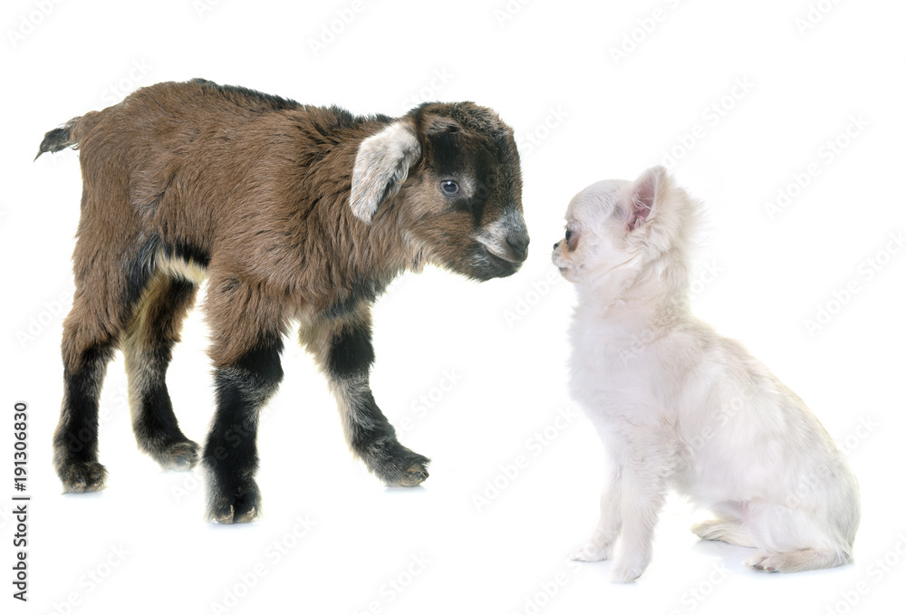 Fototapeta premium kid and puppy