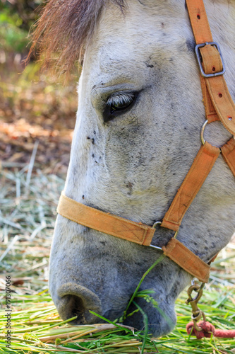 Portrait of a White horse eating grass in farm © NokHoOkNoi