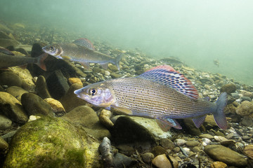 Grayling (Thymallus thymallus). Swimming freshwater fish Thymallus thymallus, underwater photography in the clear water. Live in the mountain creek. Beautiful river habitat.
