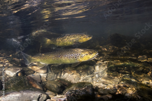 фотографія Underwater photography of brown trout (Salmo trutta) preparing for spawning in small creek