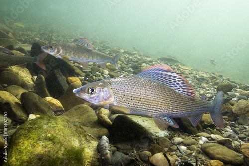 Grayling (Thymallus thymallus). Swimming freshwater fish Thymallus thymallus, underwater photography in the clear water. Live in the mountain creek. Beautiful river habitat.