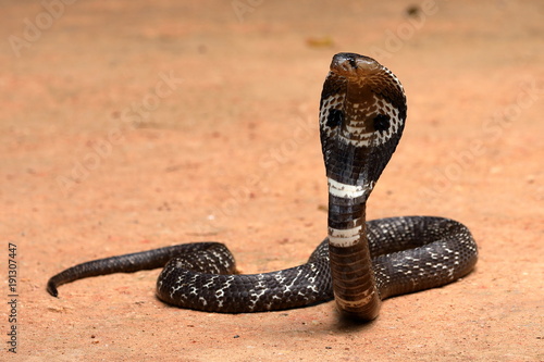 Südasiatische Kobra oder Brillenschlage in Sri Lanka   photo