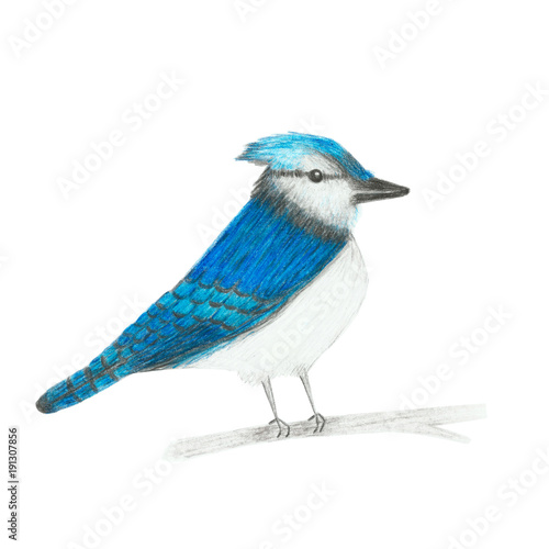Colored pencil drawing, sketch, illustration of blue jay bird isolated on white background.