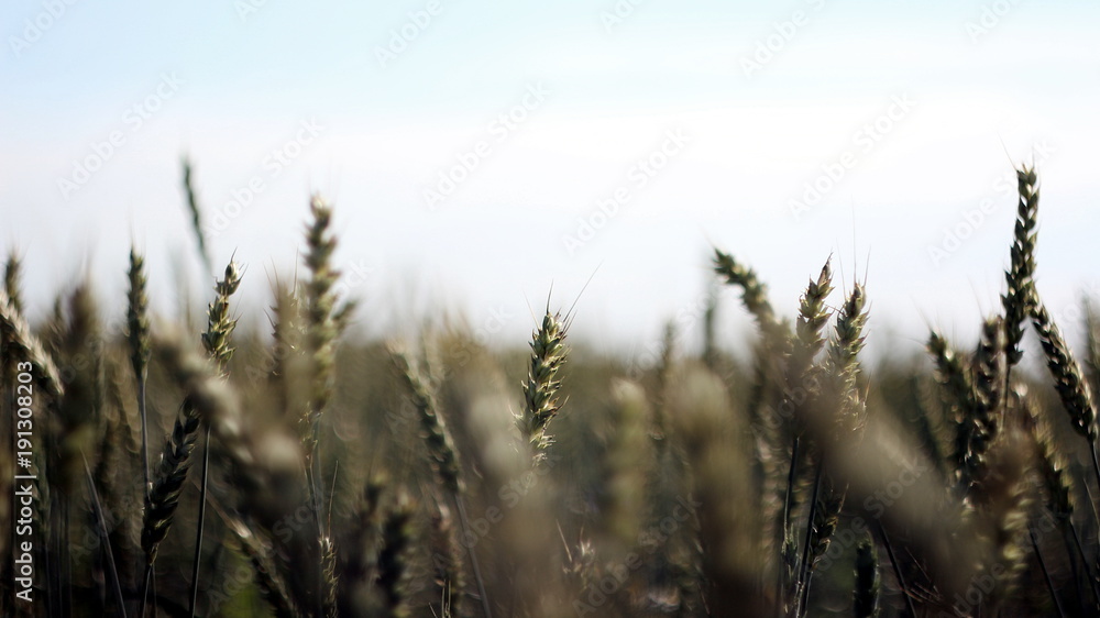 Fototapeta premium wheat