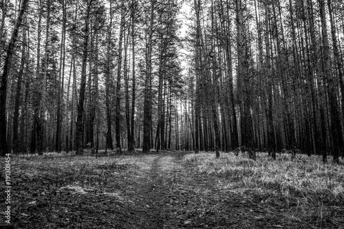 Fototapeta Naklejka Na Ścianę i Meble -  Old road in the pine forest in autumn time. Monochrome photo.