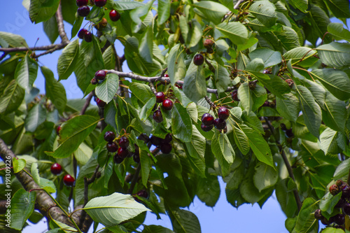 Ripe sweet cherry. photo