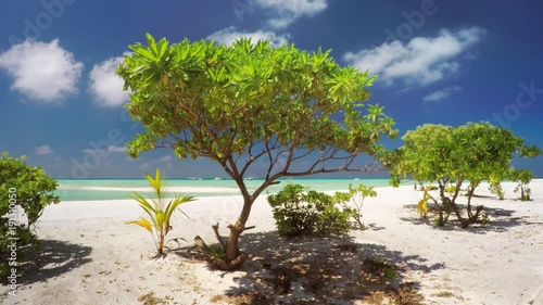 Young Tropical Trees Growing in the Sand at a Maldives Beach Resort photo