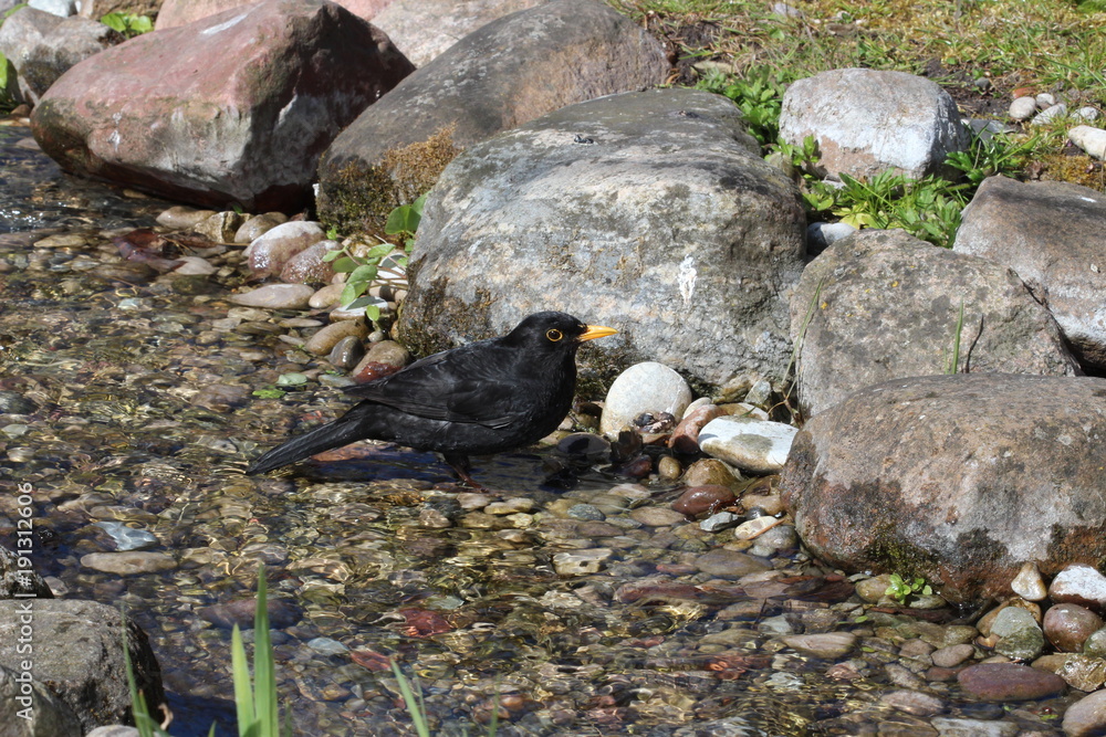 Fototapeta premium Bird