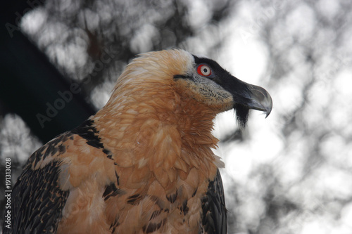 Bartgeier (Gypaetus barbatus) oder Lämmergeier photo