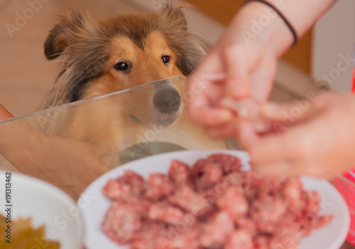 Rough collie dog demanding food from table meatballs