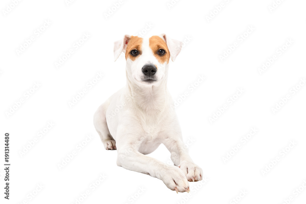Cute young dog Jack Russell Terrier, lying isolated on white background