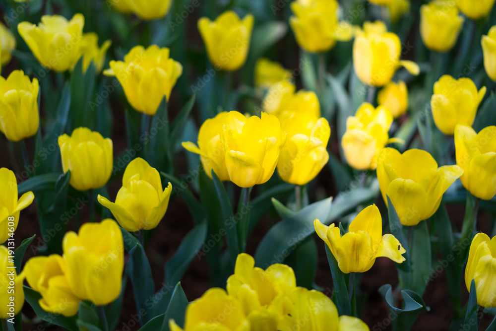 Yellow tulip.