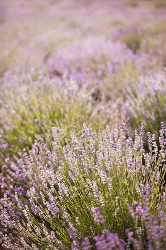 Obraz premium lavender - lavender flowers in the setting sun