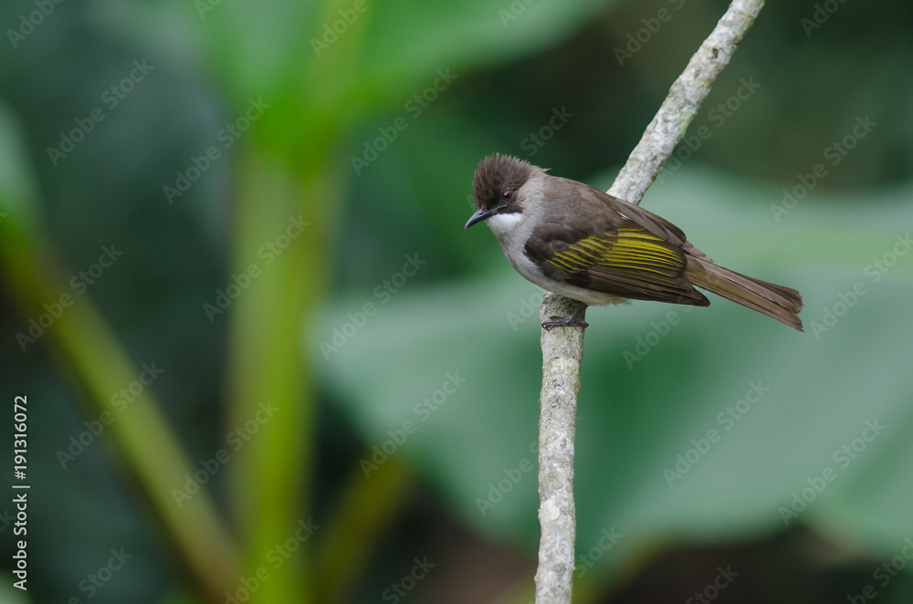 Naklejka premium Ashy Bulbul perching on the branch