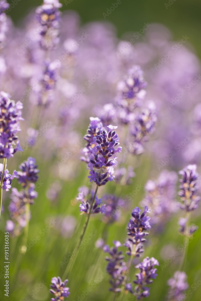Obraz premium lavender - lavender flowers in the setting sun