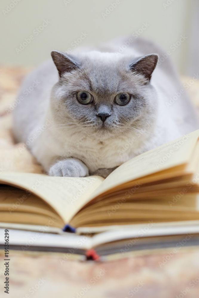 Beautiful grey and white british-scottish cat read old book Beautiful grey and white british-scottish cat read old book