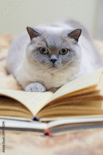 Beautiful grey and white british-scottish cat read old book