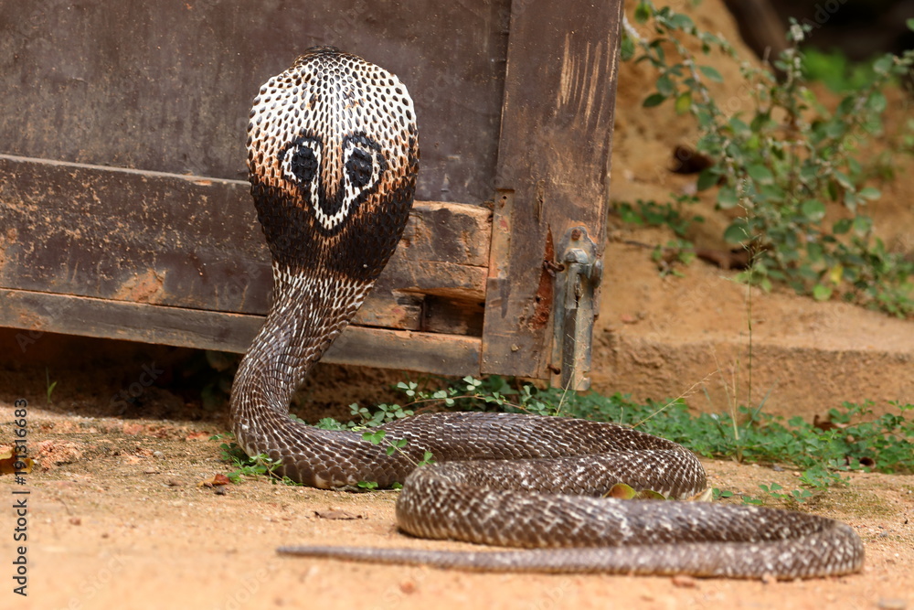 Naklejka premium Südasiatische Kobra oder Brillenschlage in Sri Lanka