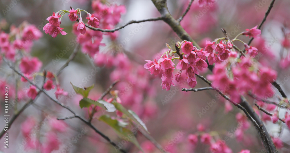 Pink Sakura blossom, cerasus campanulata Pink Sakura blossom, cerasus campanulata