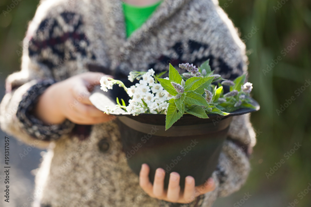 forest herbs in a hat held by a boy