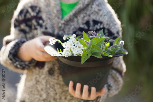 Obraz na płótnie forest herbs in a hat held by a boy w salonie