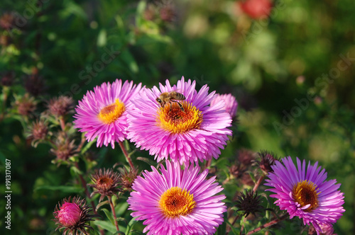 Beautiful aster flower