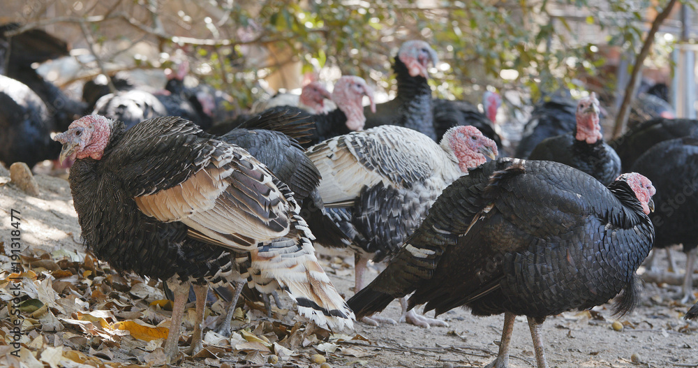 Obraz premium Wild Turkey in pasture