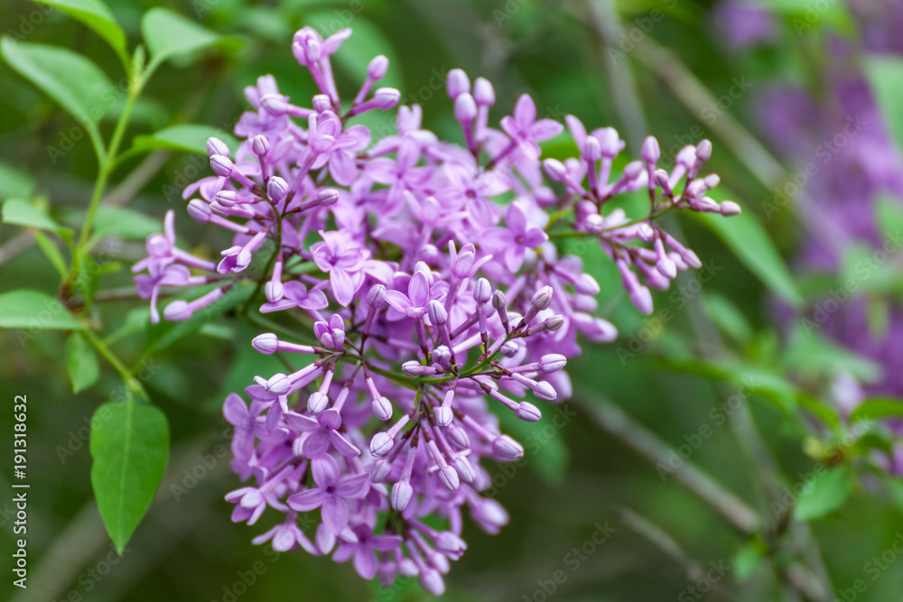 Blooming purple lilac flowers